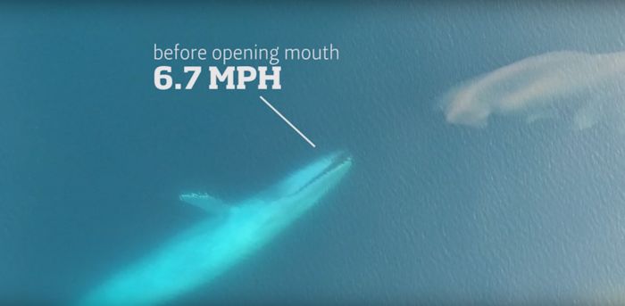 blue whale eating krill lesson plans